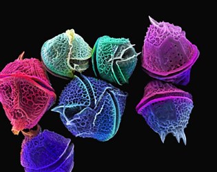luminescente dinoflagelados Gonyaulax