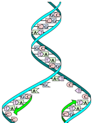DNA, genetic information and heredity
