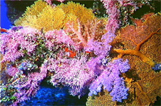 apparition des coraux