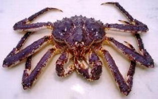 crabe royal du Kamtchatka ou crabe géant de Staline