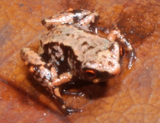 La rana más pequeña del mundo, (Paedophryne amauensis)