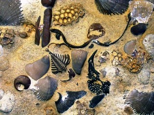 a vida nos oceanos do Ordoviciano