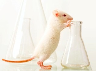 rato de laboratório