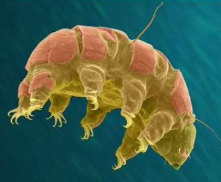 tardigrade, ourson d'eau, water bear