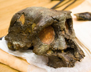 Toumaï : fossil skull of 7 million years