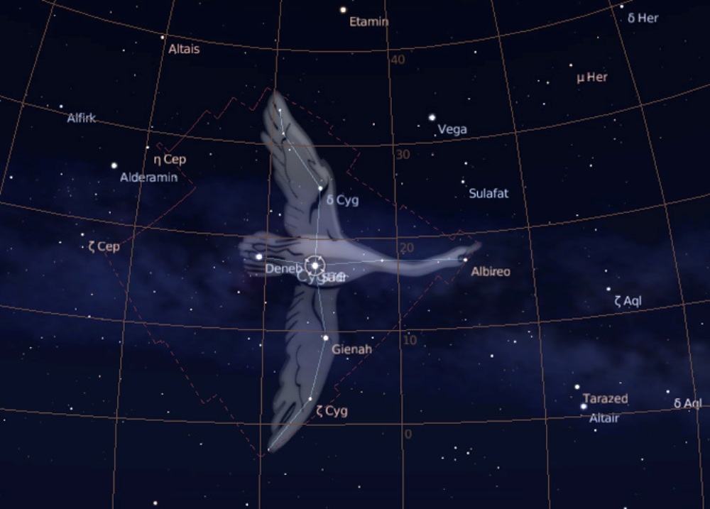 Swan constellation (Cygnus)