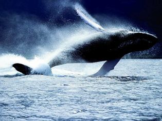as baleias
