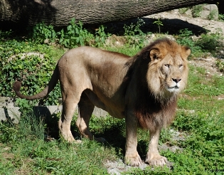 lion of the Atlas (Algeria, Morocco)