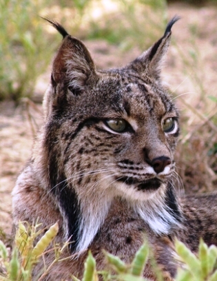 Iberian lynx endangered