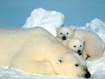 ours blancs espèce en danger