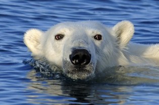 oso polar