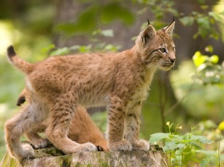 small lynx of Spain
