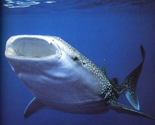 O tubarão-baleia, uma espécie vulnerável