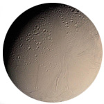 Encelade : diameter ≈ 504 km