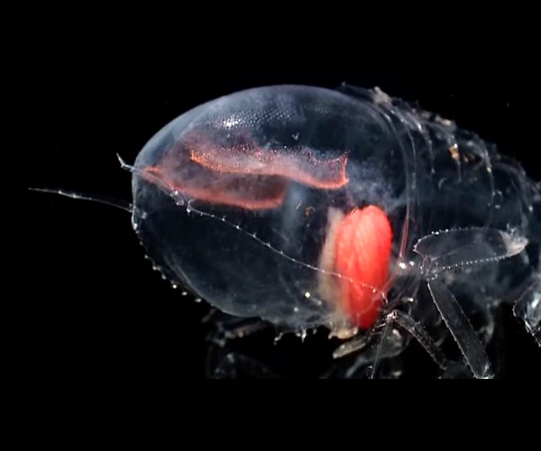 Abysses : Amphipode transparent, Phronima sp.