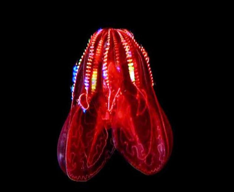 les calmars des abysses, bioluminescence