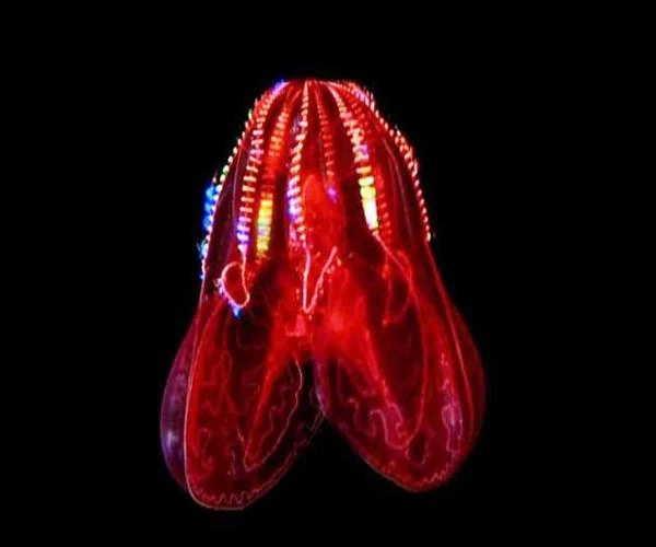 Animales muelles de los abismos