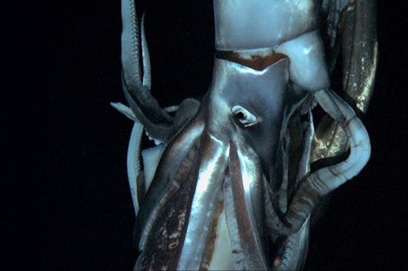 Giant squid and colossal squid