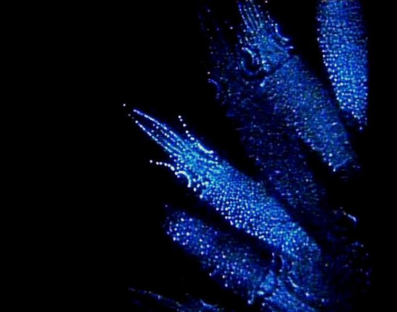 Les calmars des abysses, bioluminescence