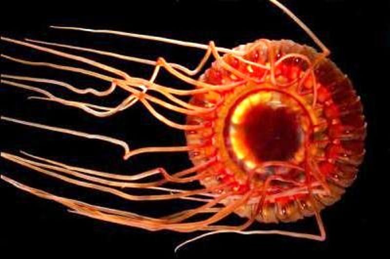 jellyfish Atolla great depths