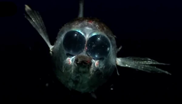 Abysses : Poisson binoculaire, Winteria telescopa