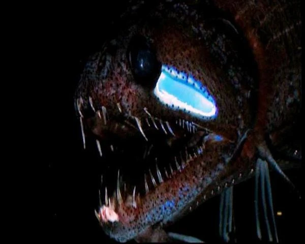 Fish head dragon