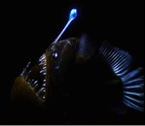 The bearded fisherman fish
