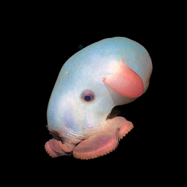 dumbo octopus life of the abyss
