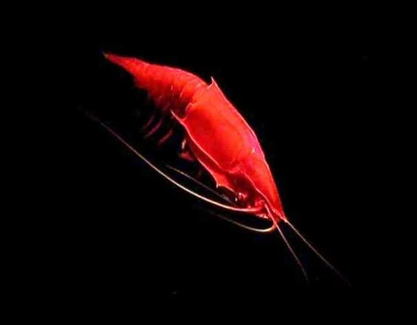 animales luminescentes de las profundidades