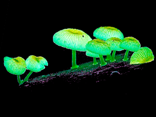 Clitocybe cogumelo luminosos