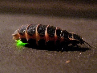 glowworm (Lampyris noctiluca)
