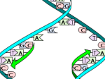 DNA transportador da informação genética