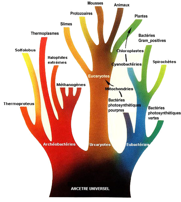 El Árbol de la Vida: el árbol más solitario y aislado del planeta