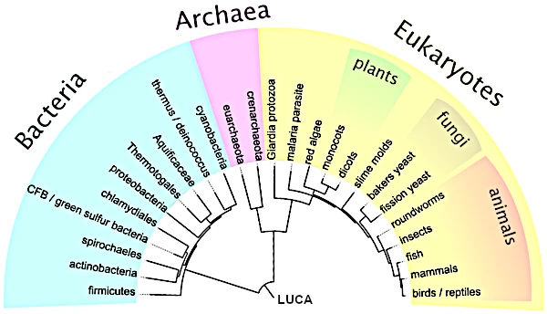 Arbre phylogénétique de la vie montrant LUCA et les trois domaines du vivant