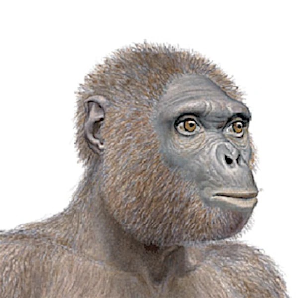 Reconstitution d’Ardipithecus ramidus