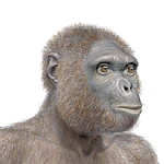 Ardipithecus : L'hominidé éthiopien de 4,4 millions d’années