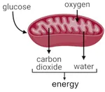 Pourquoi la vie dépend-elle autant de l’oxygène ?