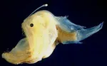 Luz Viva: Los Secretos Deslumbrantes de la Bioluminiscencia
