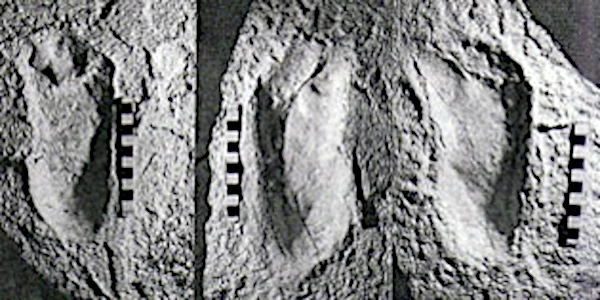 Footprints in Tanzania: bipedalism of hominids