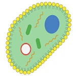 La Célula Mínima: La Emergencia Inevitable