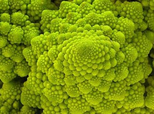 Romanesco broccoli is a natural representation of a fractal model