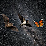 Convergencia Evolutiva: ¿azar, necesidad… o espejismo?