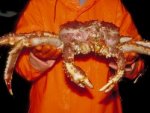 Le crabe géant du Kamtchatka
