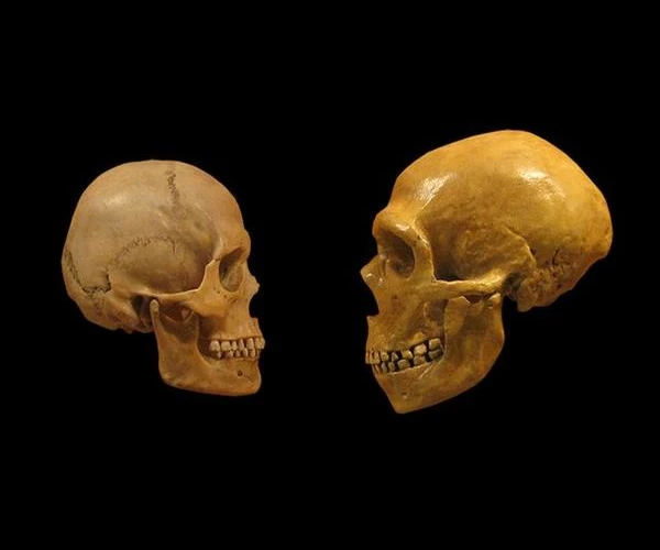 Comparación: cráneos de hombre moderno y hombre de Neandertal