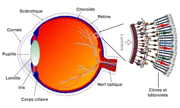 Anatomie de l'oeil humain