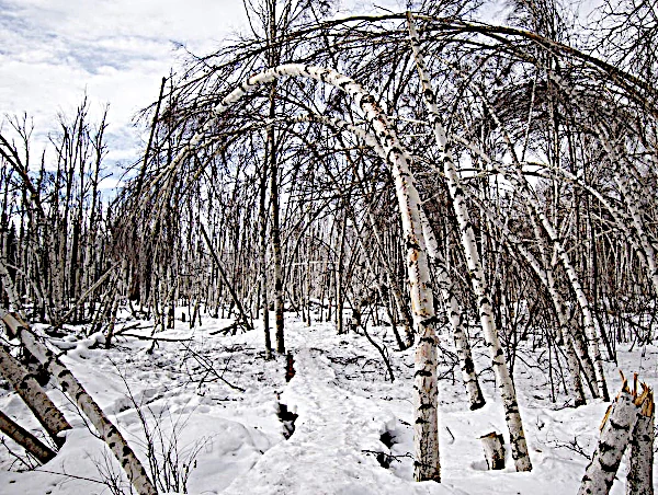 Bosques Ebrios: Comprender el Fenómeno del Deshielo del Permafrost