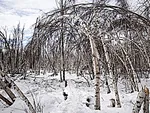 Florestas Ébrias: Compreender o Fenômeno do Degelo do Permafrost
