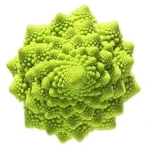 Fractals: Universally Self-Organized Structures