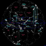 Grands murs et filaments : les grandes structures de l'Univers