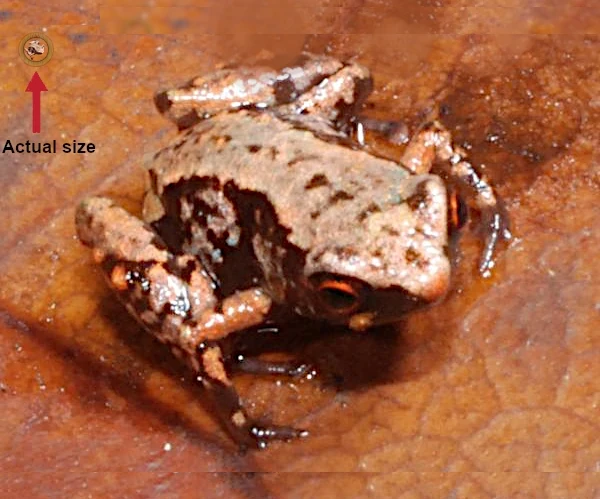 Paedophryne amauensis, the smallest frog in the world
